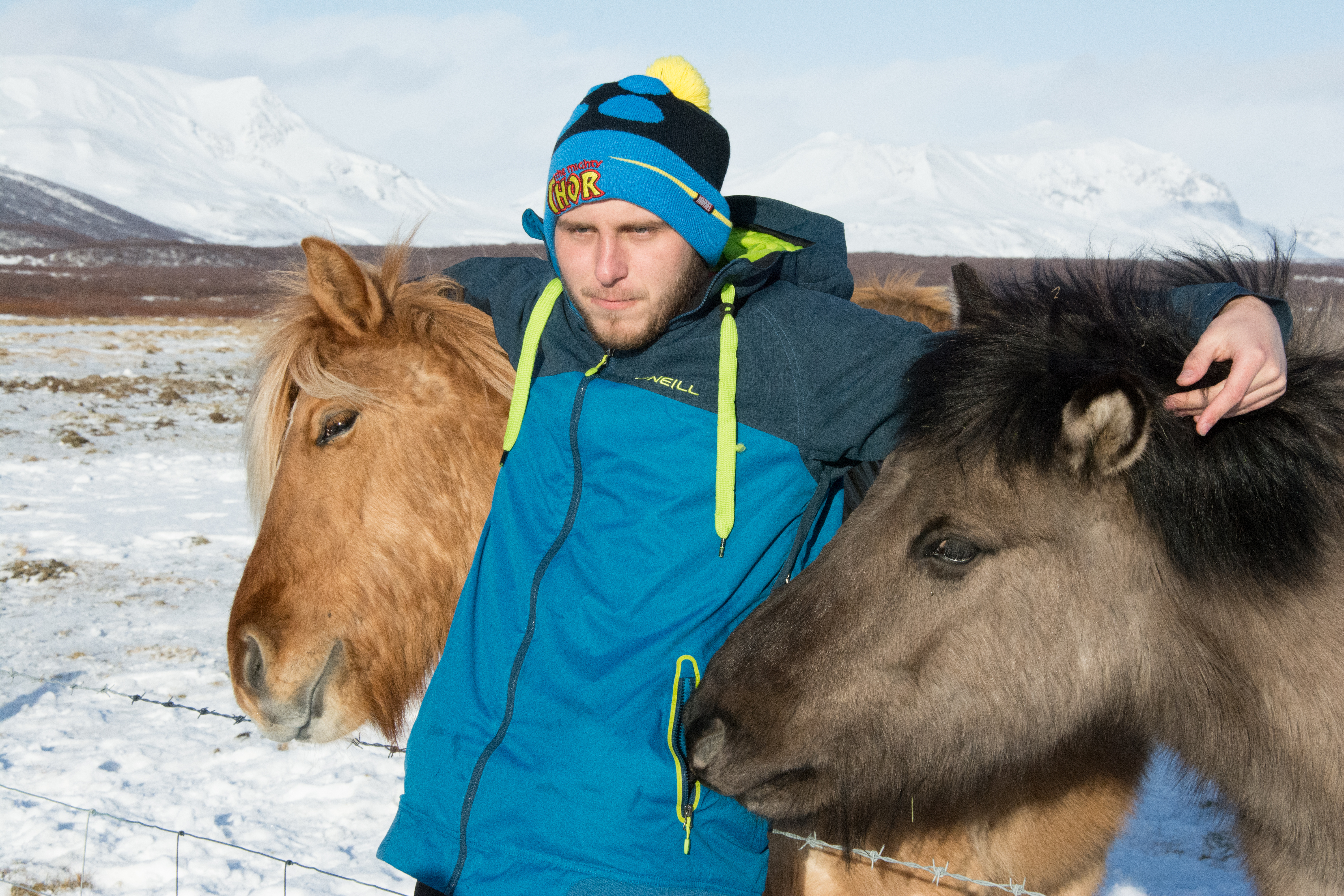 Islandské plemenné kone