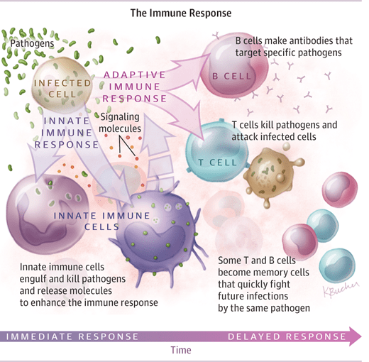 imunitný systém