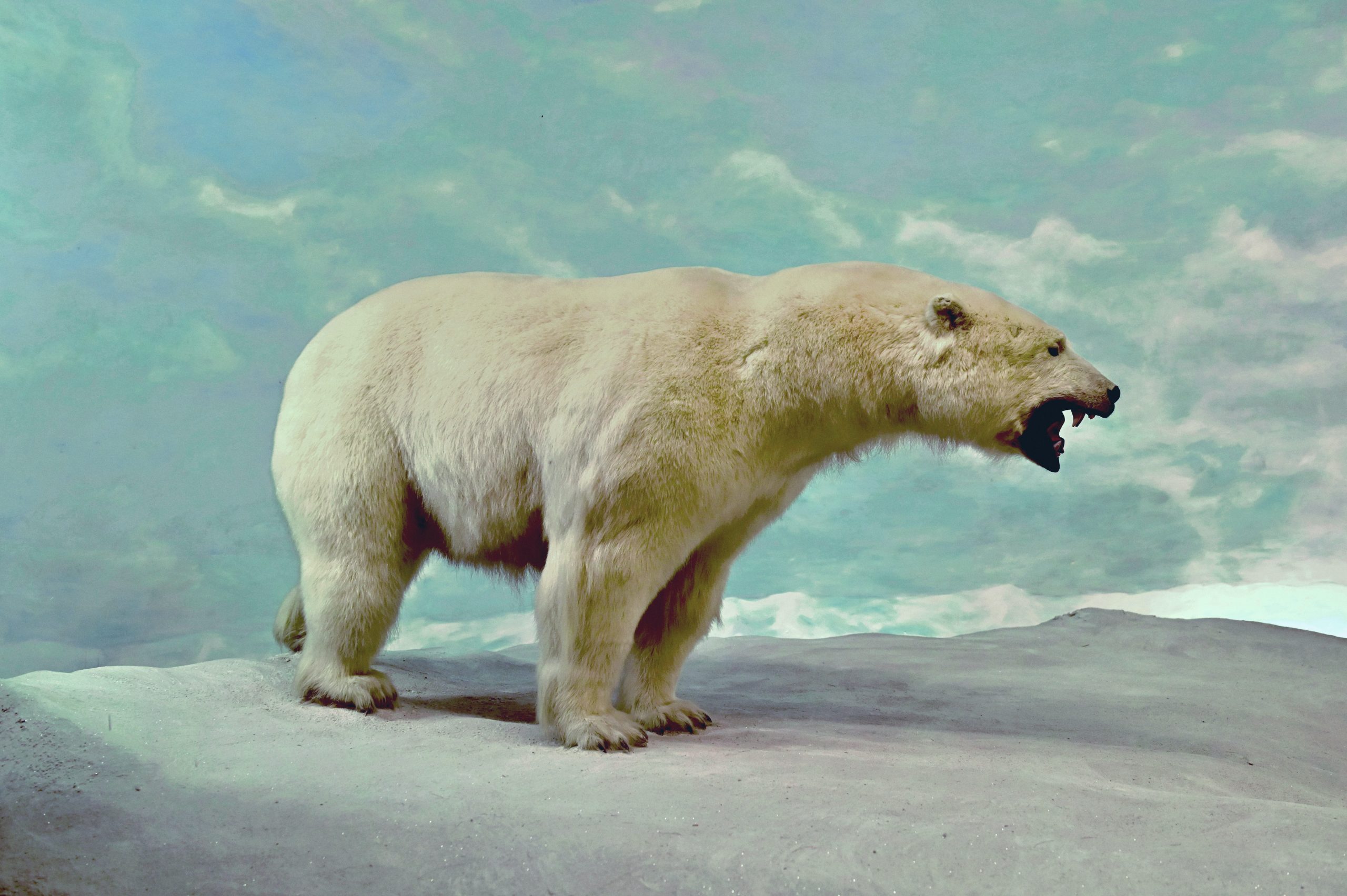 ľadový medveď