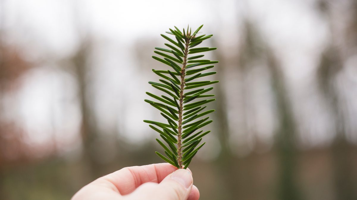 Ekologické Vianoce: 7 tipov, ako počas sviatkov eliminovať negatívnu stopu na životné prostredie