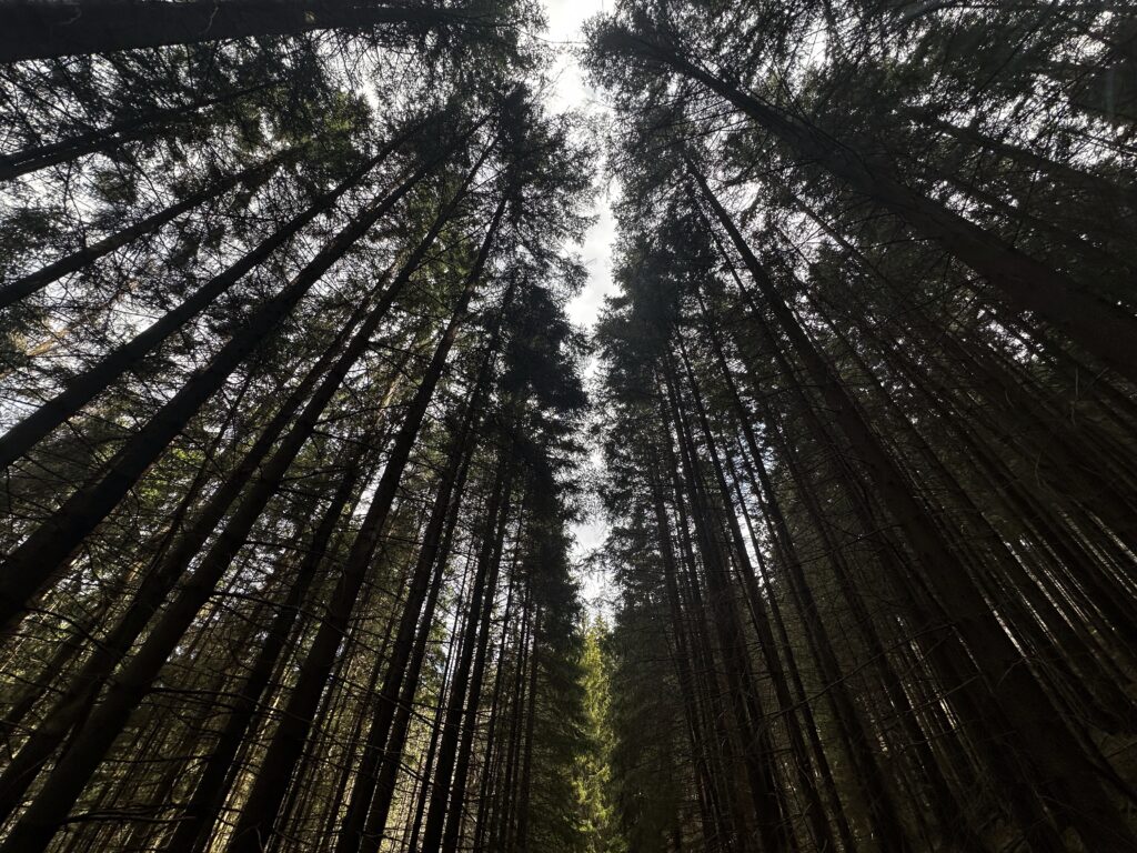 den-zeme