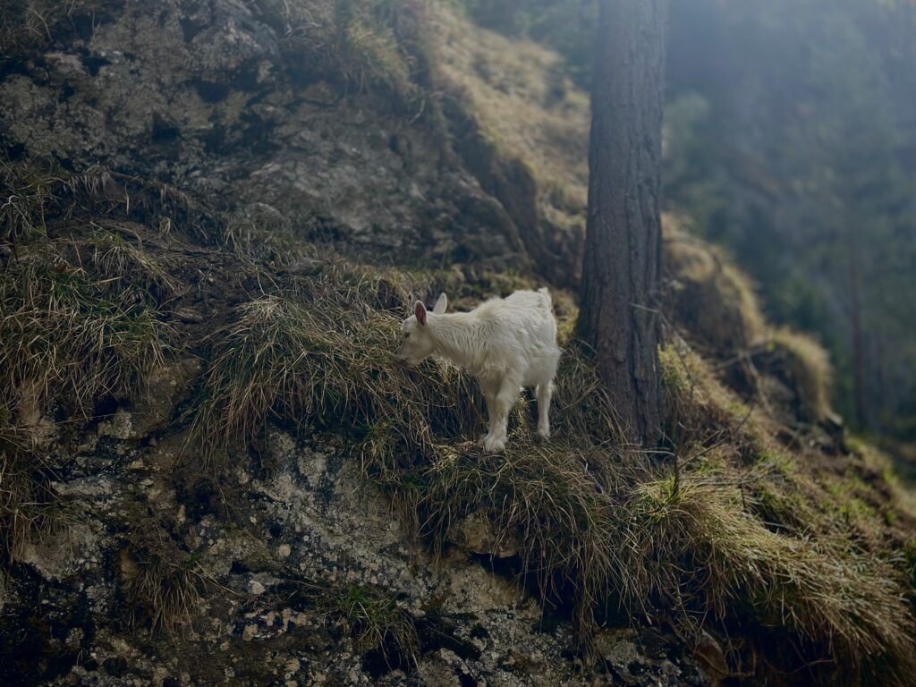den-zeme
